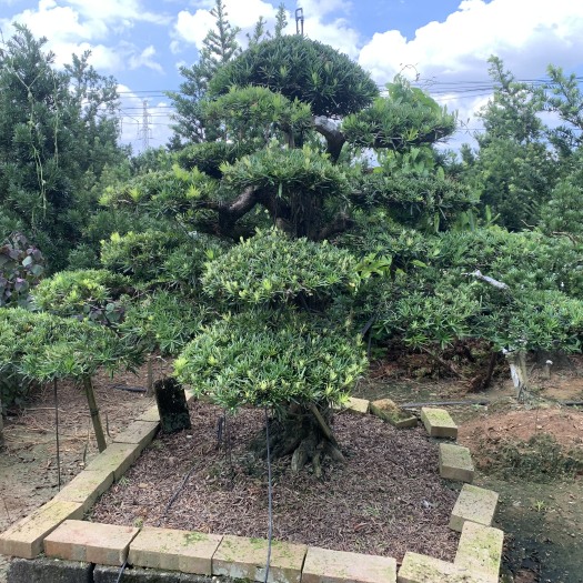 佛山40来棵罗汉松盆景打包，20-25公分，全岭南分枝无开刀，