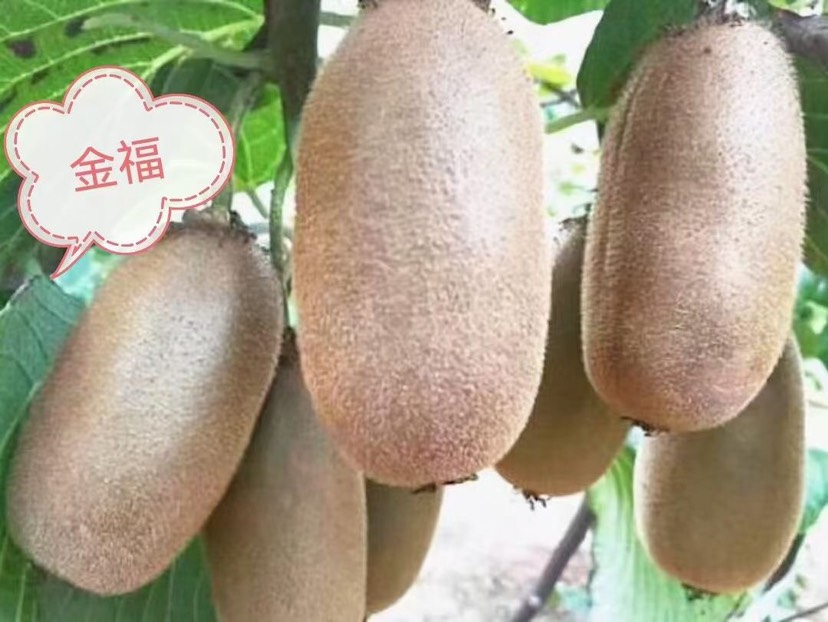 【一件代发】陕西金福金手指猕猴桃，承接直播电商微商团购落地配