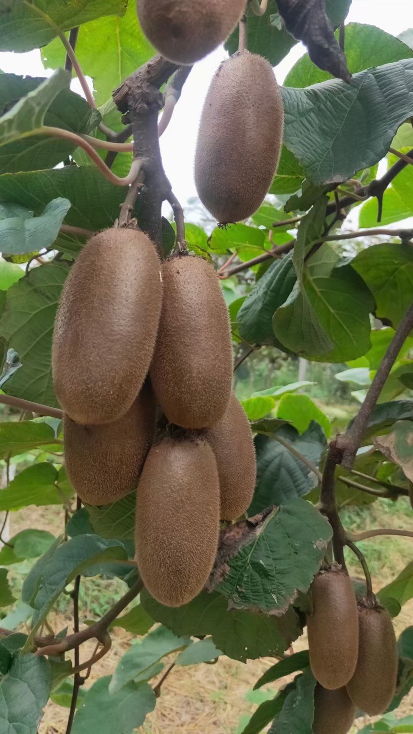 【一件代发】陕西金福金手指猕猴桃，承接直播电商微商团购落地配