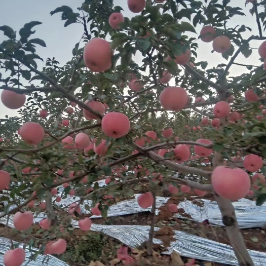 绿色寒富苹果