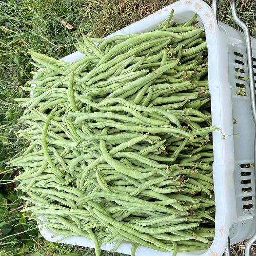 麻江县无筋豆