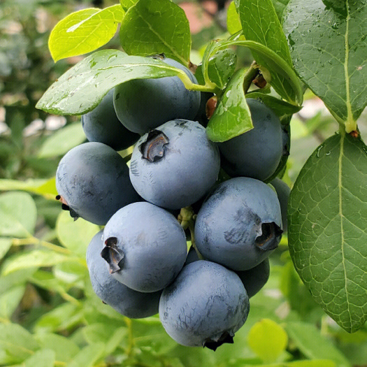 莘县黑珍珠蓝莓树苗 果实大产量高 抗寒抗病 根系发达 现挖现发