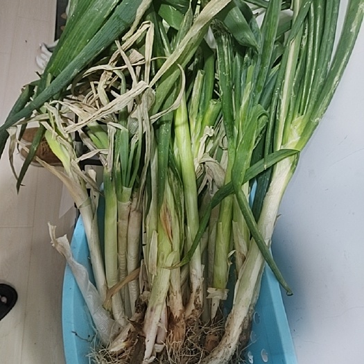 榆树市40来公分。家葱