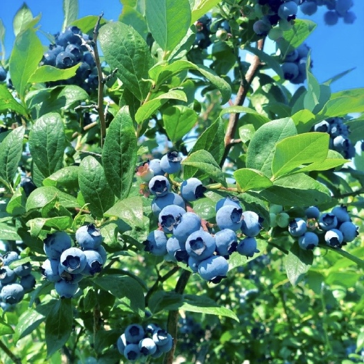 莘县双丰蓝莓树苗 长势强适应力强 果大味甜耐储运 现挖现发