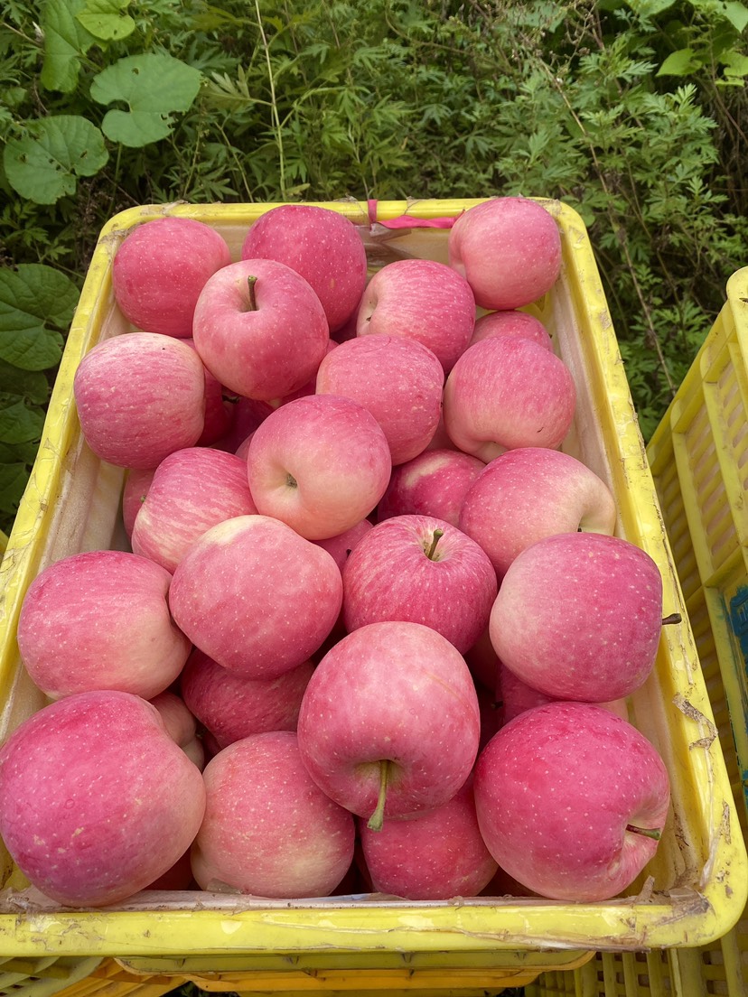 甘肃天水红富士苹果