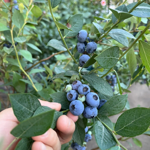莘县甜蜜蜜蓝莓树苗 有芒果的香味 果实香甜 品种纯正 现挖现发