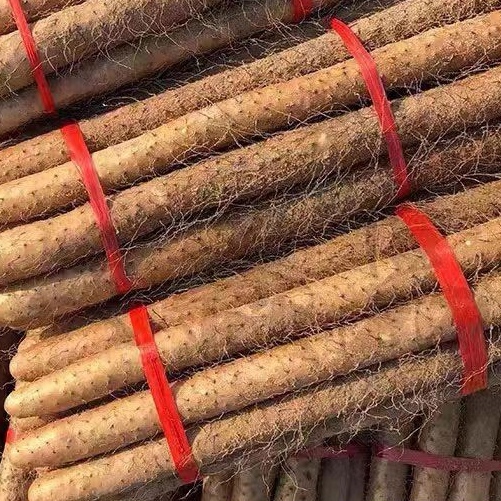 唐县新鲜山药大量上市，产地一件代发