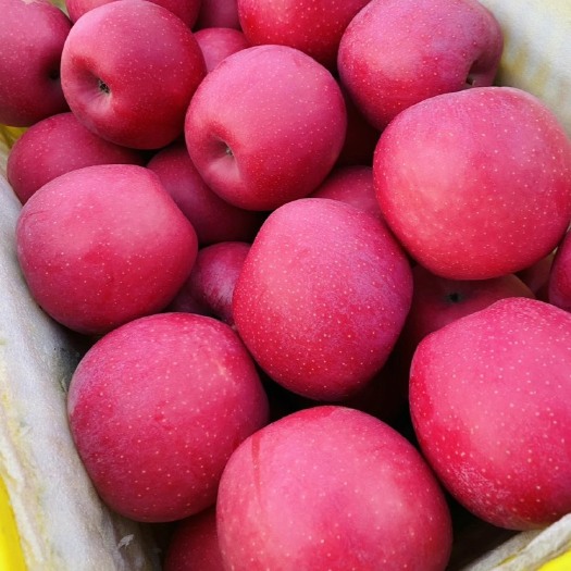 甘肃天水红秦冠