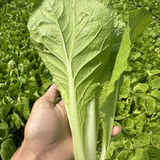 杭州快菜