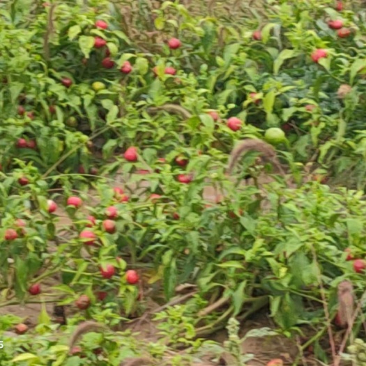 灵台县小米椒
