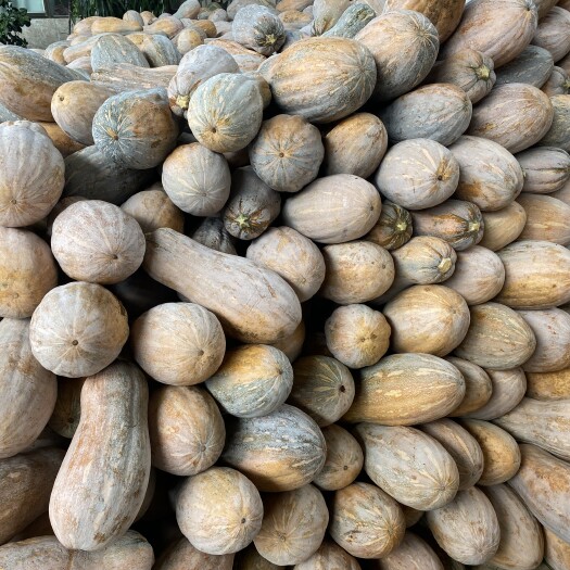 蜜本南瓜大量上市产地直销供应