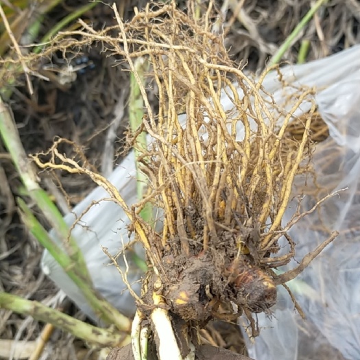 绛县鲜射干