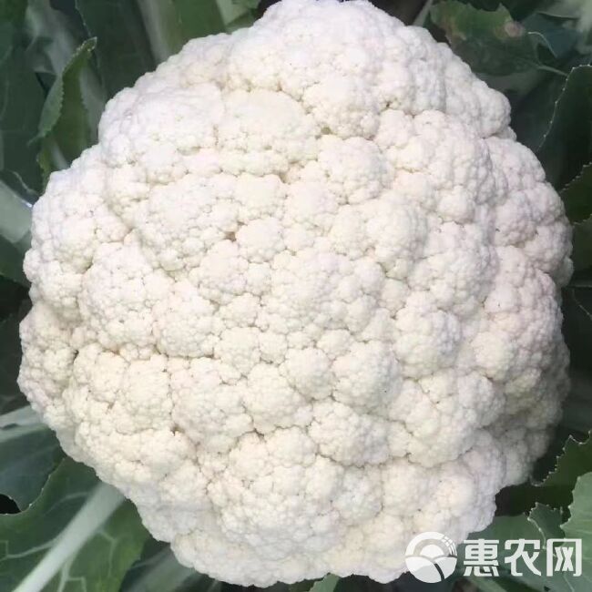 越冬雪丰140天花菜种子