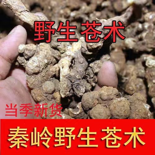 旬阳市秦岭陕西旬阳深山南苍术干苍术自然晾晒干苍术