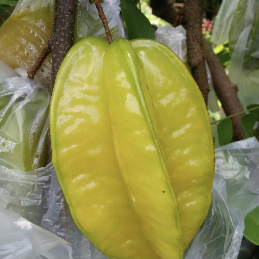 广州杨桃，农场现货供应