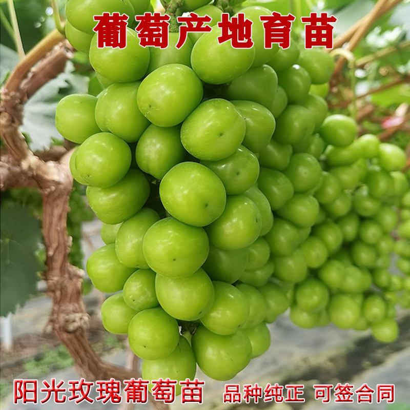 阳光玫瑰葡萄苗蓝宝石嫁接葡萄树苗 3309贝达5bb夏黑砧木