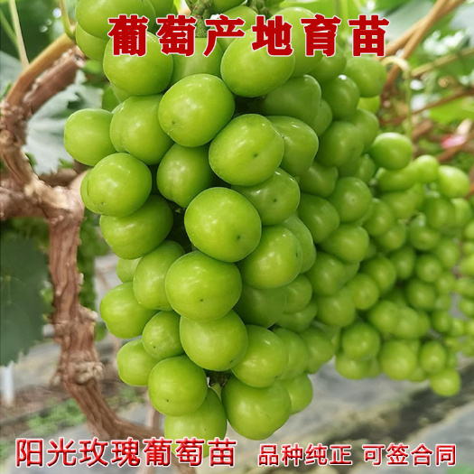 平邑县葡萄树苗 蓝宝石 阳光玫瑰嫁接苗 夏黑 巨峰产地育苗保湿发货