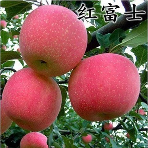 平邑县苹果树苗南北方种植盆栽地栽短枝矮化品种