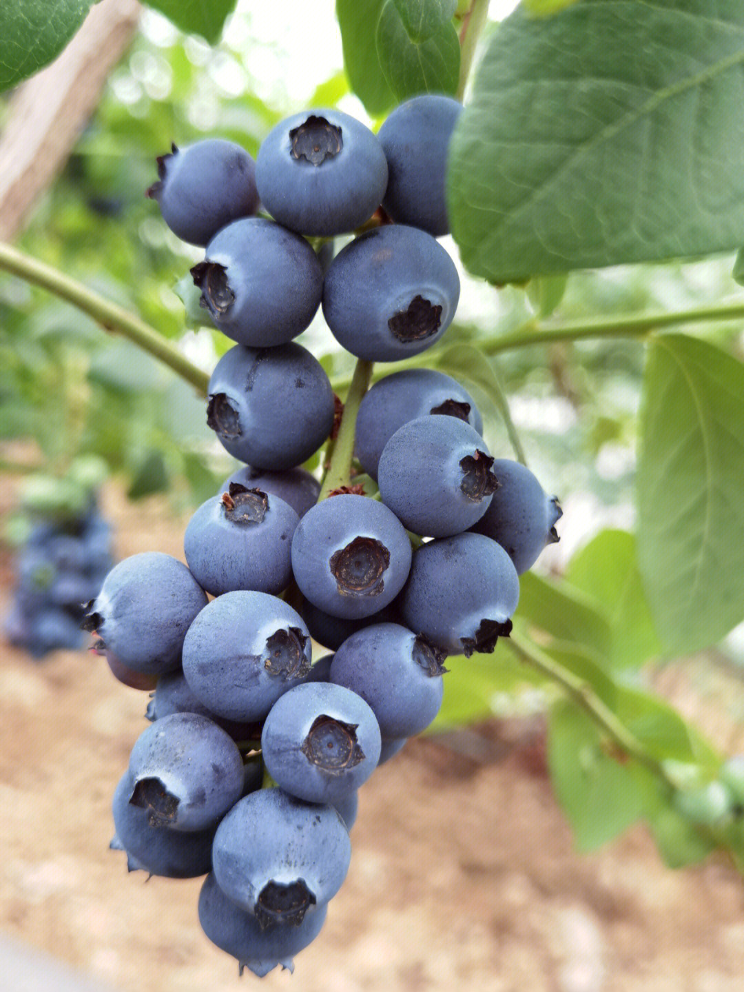 莘县奥尼尔 绿宝石蓝莓树苗 适应力强 味道甘甜 根系发达现挖现发