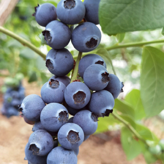 莘县奥尼尔 绿宝石蓝莓树苗 适应力强 味道甘甜 根系发达现挖现发
