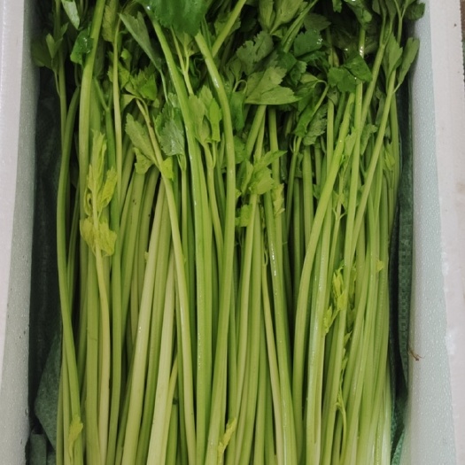 精品芹菜、出口品质、自产自销、农残严格把控、各类品台。