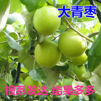 大青枣树苗 根系发达 果大核小产量高 保证成活现挖现发