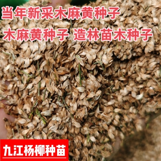 木麻黄种子 造林种子 新种子 木麻黄种子价格