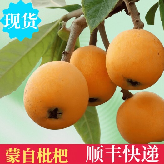 蒙自市云南蒙自枇杷，五星长虹鲜果枇杷。