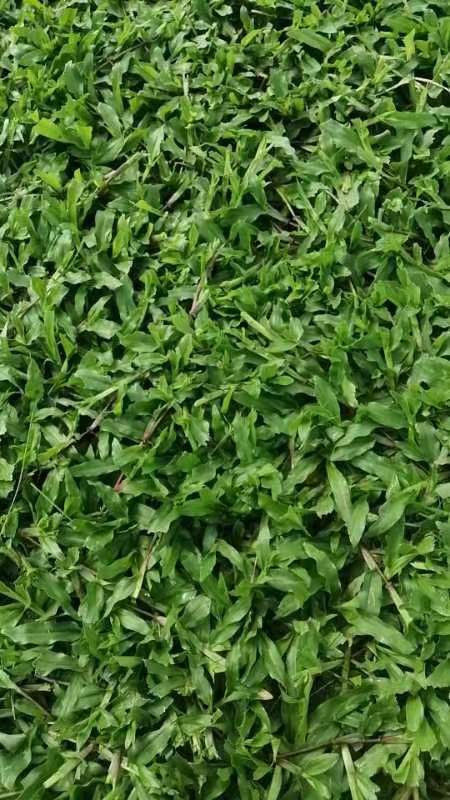 廉江市绿化草皮