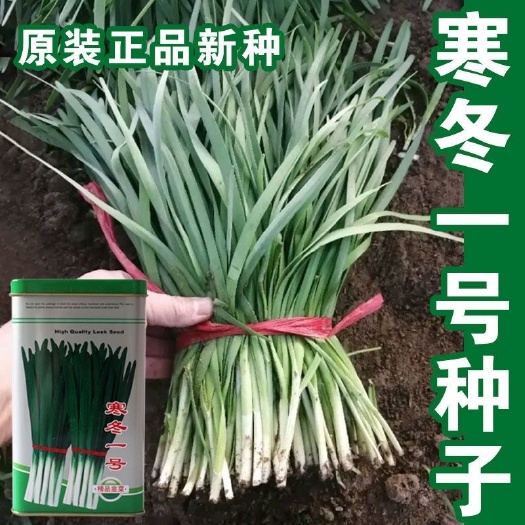 徐州株高55-60cm耐寒 不干尖 不休眠 叶片宽厚浓绿韭菜种子