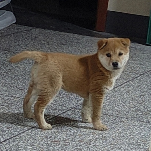 广西田园犬土狗苗活体幼崽土大体型可涨四五十斤大骨架欢迎预定
