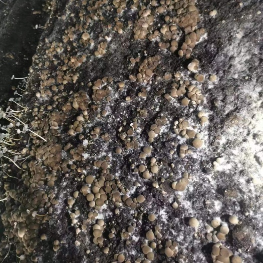 亳州鲜草菇