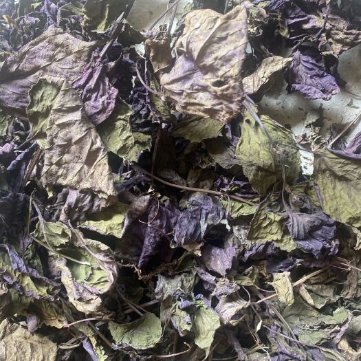 桂平市大量紫苏叶和梗，颜色好看