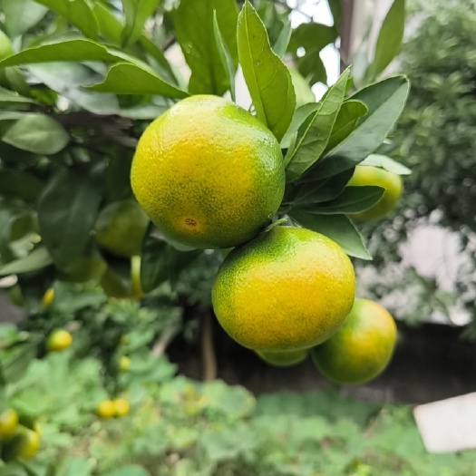 宁海县早蜜桔，7分甜3分酸
