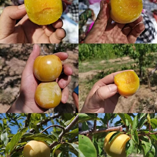 霍尔果斯新疆杏李科果树苗