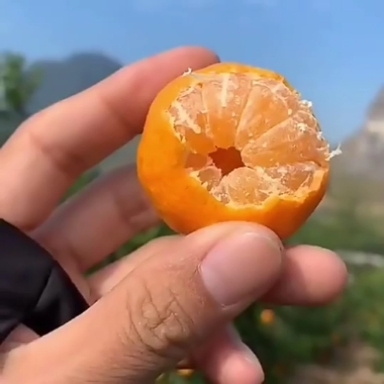 渠县金秋沙糖桔