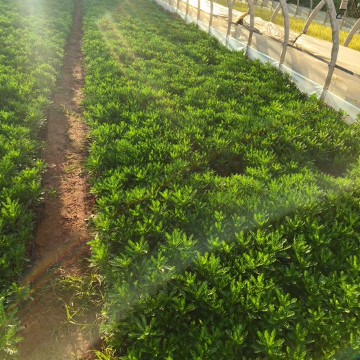 宜良县皇冠菊