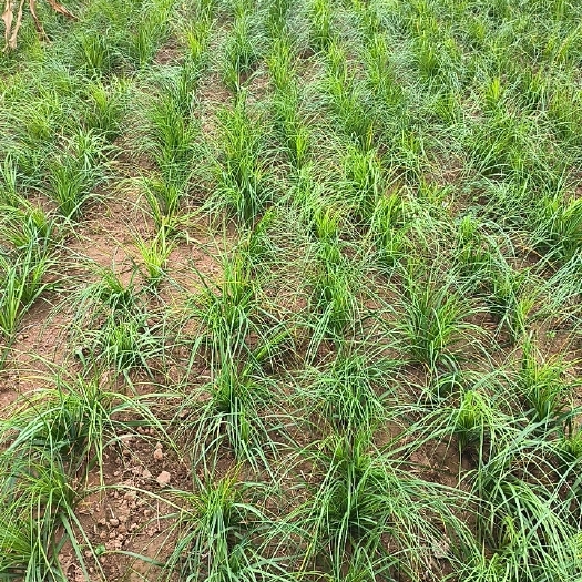 蒙城县知母