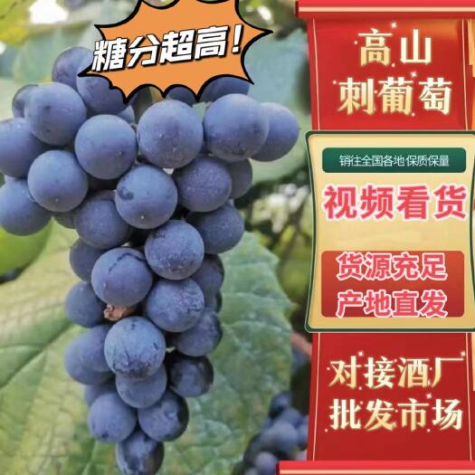 芷江高山刺葡萄。含糖量高，可酿酒可食用，对接电商批发商