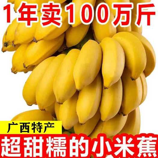广西小米蕉现摘当季新鲜水果10斤整箱banana高山香蕉