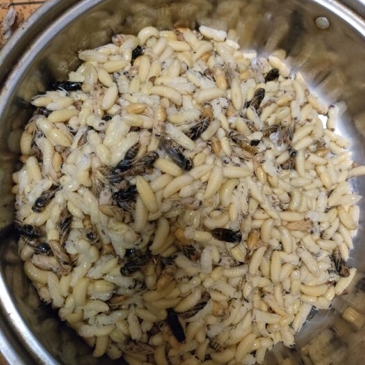 柳州广西蜂蛹  深山蜂蛹  品质保证  农家蜂蛹