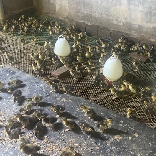 玉林大种青头鸭苗