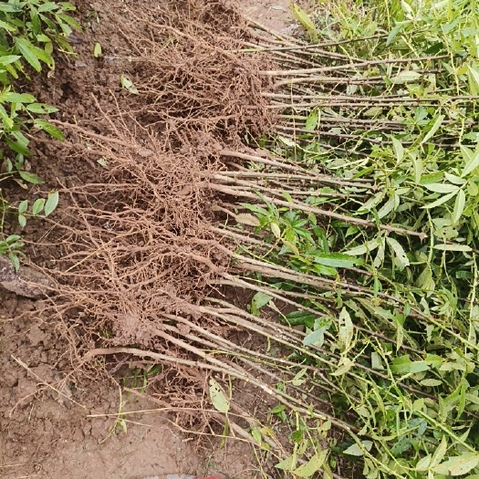 巴中九叶青花椒苗正在给客户起苗中
