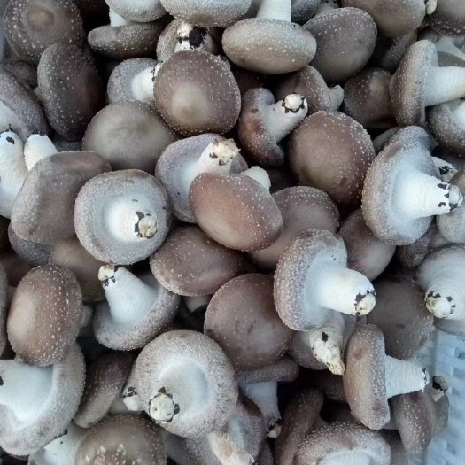漳平市新鲜香菇