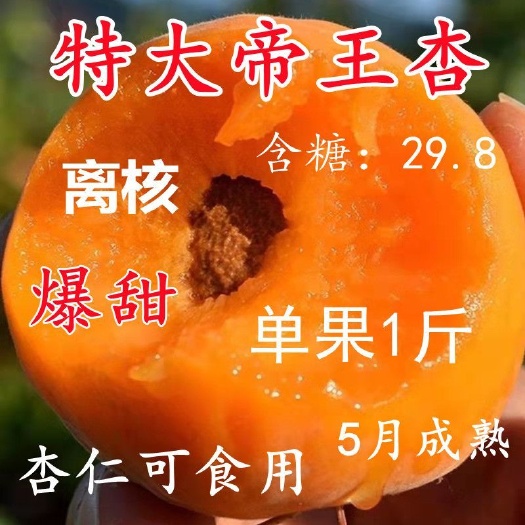 平邑县新品特大帝王杏树苗  巨蜜王杏树苗
