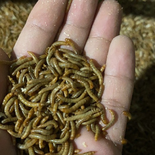 洛阳优质黄粉虫质优价廉货源充足