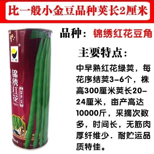 锦绣红花小金豆种子肉厚中早熟红花绿荚嫩荚无筋架四季豆基地通用