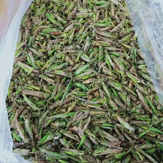 安顺小蚂蚱，批发有需要联系