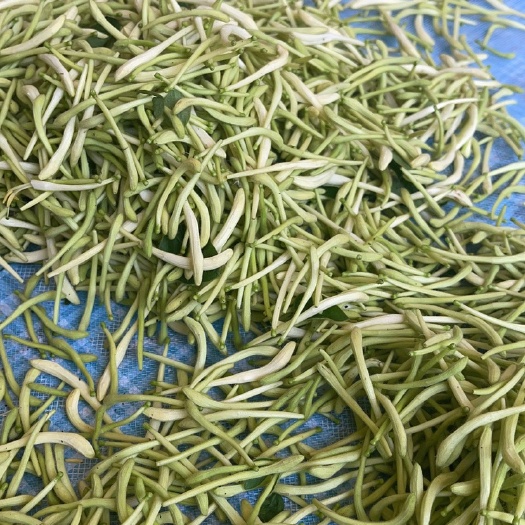 四季金银花