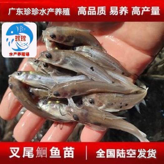 广州优质叉尾鮰鱼苗，易养易大，苗场直供